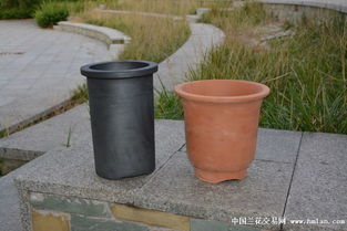 精品中号带沿直筒盆 实用与美观兼备的兰花种植选择